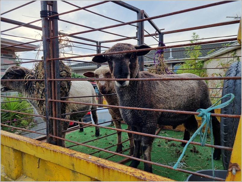 This is a brother and sister and a moorit ewe lamb. Photo: Ian Stewart.